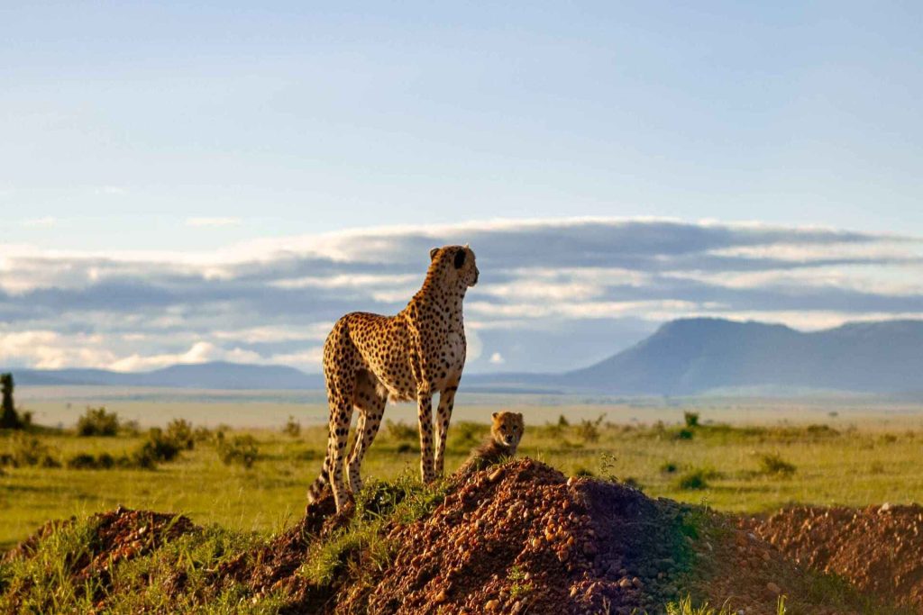 Cheetahs observing the landscape.